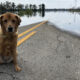 Environmental Justice, Sad dog at flooded road