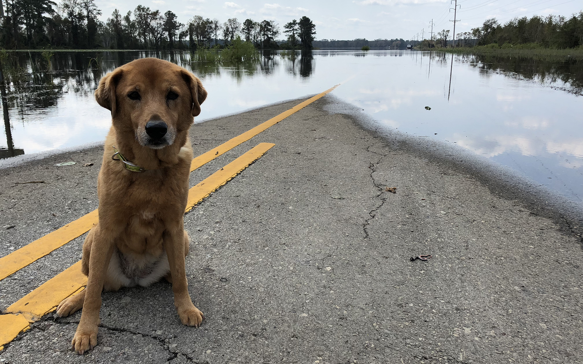 Environmental Justice, Sad dog at flooded road