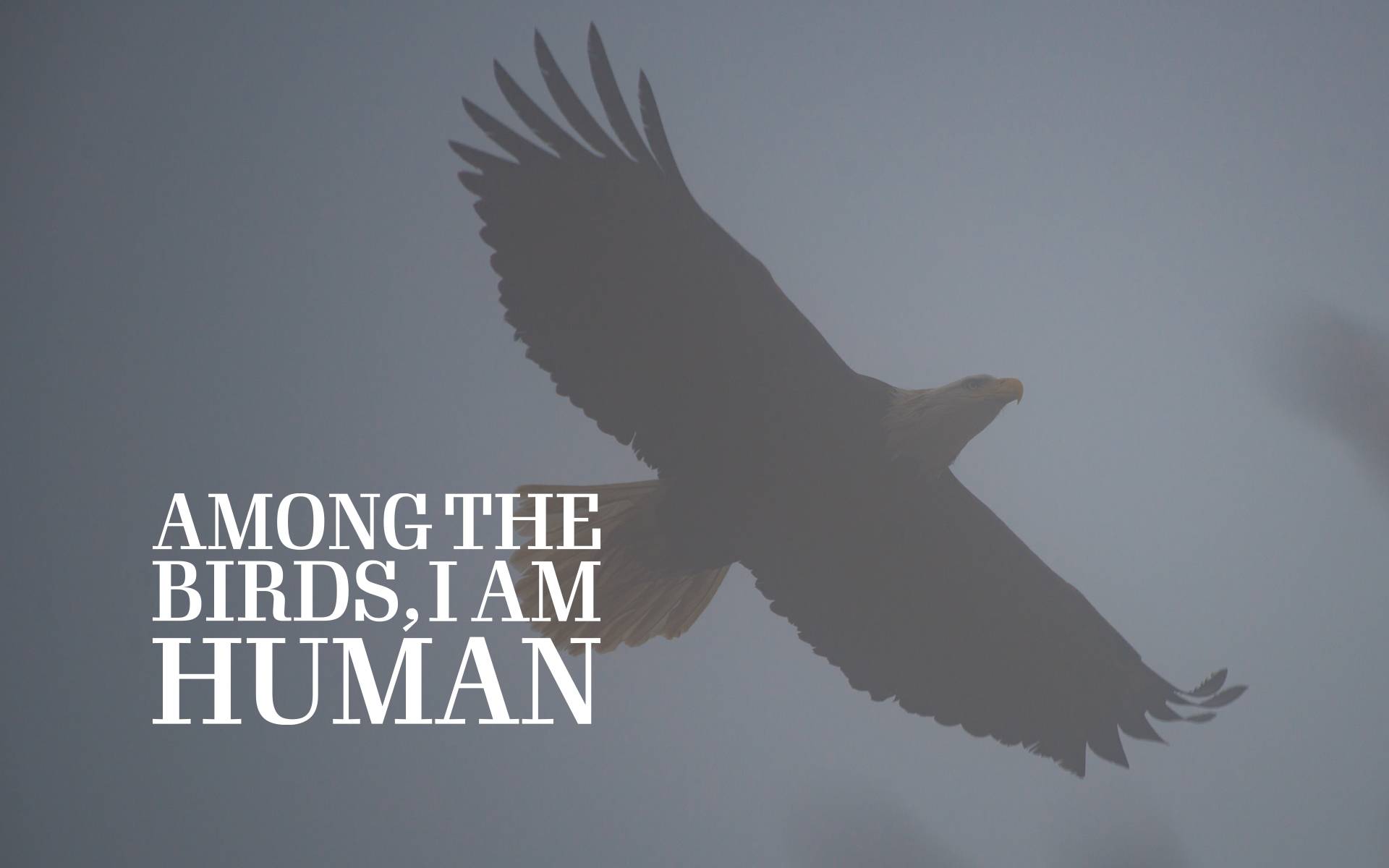 Among the Birds, I am Human