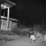 2 Rez dogs at night. One is wearing a cone.