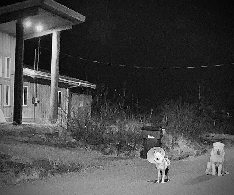 2 Rez dogs at night. One is wearing a cone.