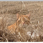 Free Roaming Cat