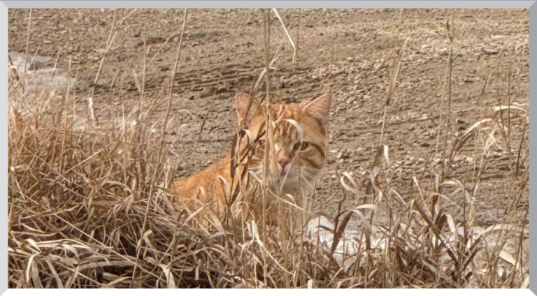 Free Roaming Cat